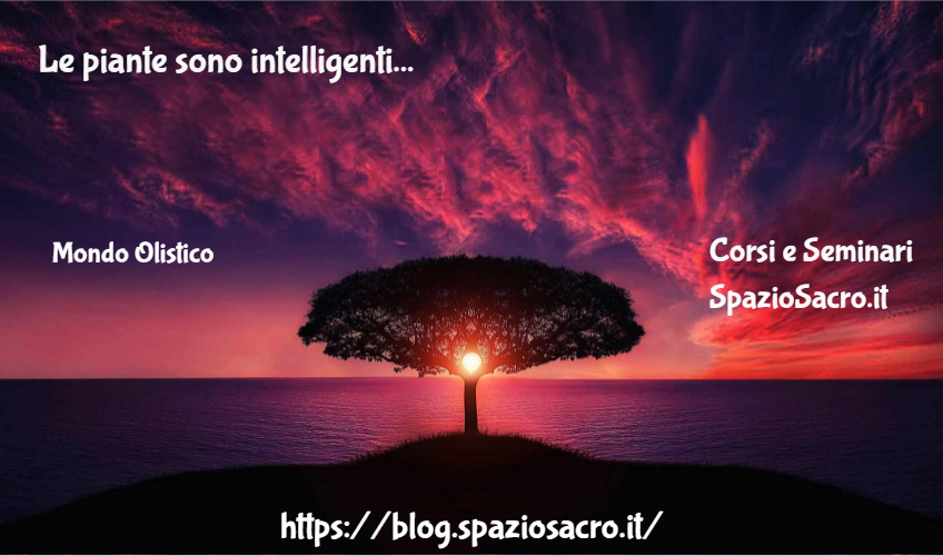 Le Piante Sono Intelligenti