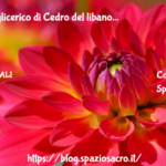 Macerato Glicerico Di Cedro Del Libano