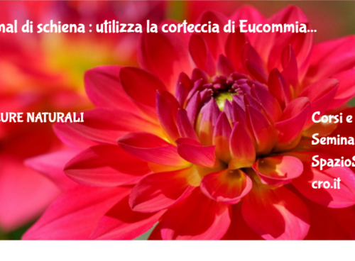 mal di schiena : utilizza la corteccia di Eucommia 91 Mal Di Schiena : Utilizza La Corteccia Di Eucommia