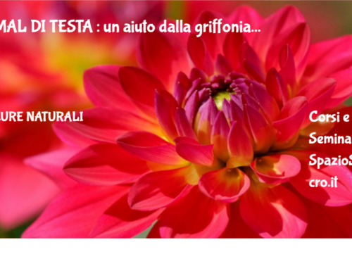 MAL DI TESTA : un aiuto dalla griffonia 68 Mal Di Testa : Un Aiuto Dalla Griffonia