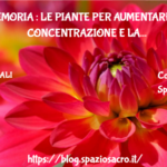 Memoria : le piante per aumentare la concentrazione e la memoria 2 Memoria : Le Piante Per Aumentare La Concentrazione E La Memoria