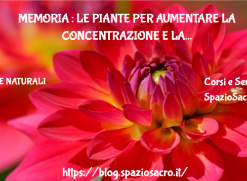 Memoria : Le Piante Per Aumentare La Concentrazione E La Memoria