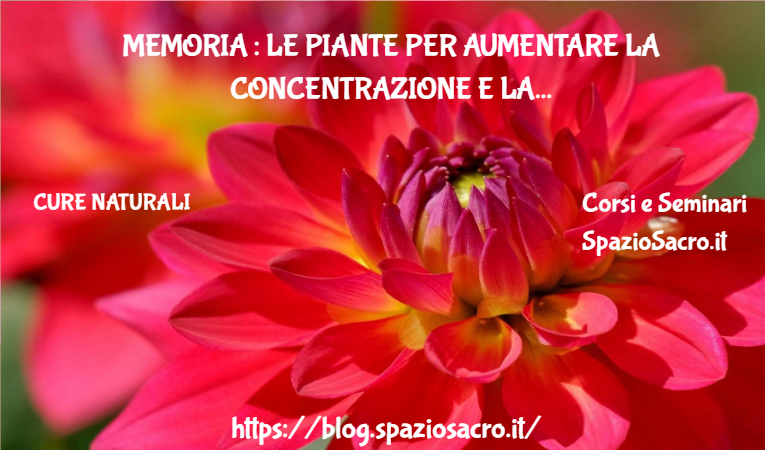 Memoria : Le Piante Per Aumentare La Concentrazione E La Memoria