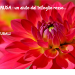 Menopausa : Un Aiuto Dal Trifoglio Rosso