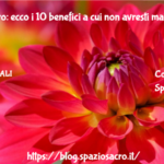 Mirtillo Nero: Ecco I 10 Benefici A Cui Non Avresti Mai Pensato!