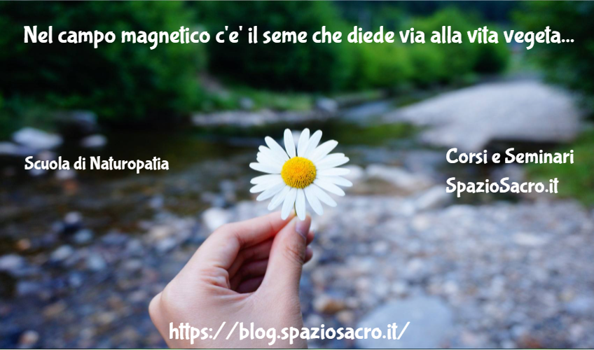 Nel Campo Magnetico C'e' Il Seme Che Diede Via Alla Vita Vegetale Sulla Terra