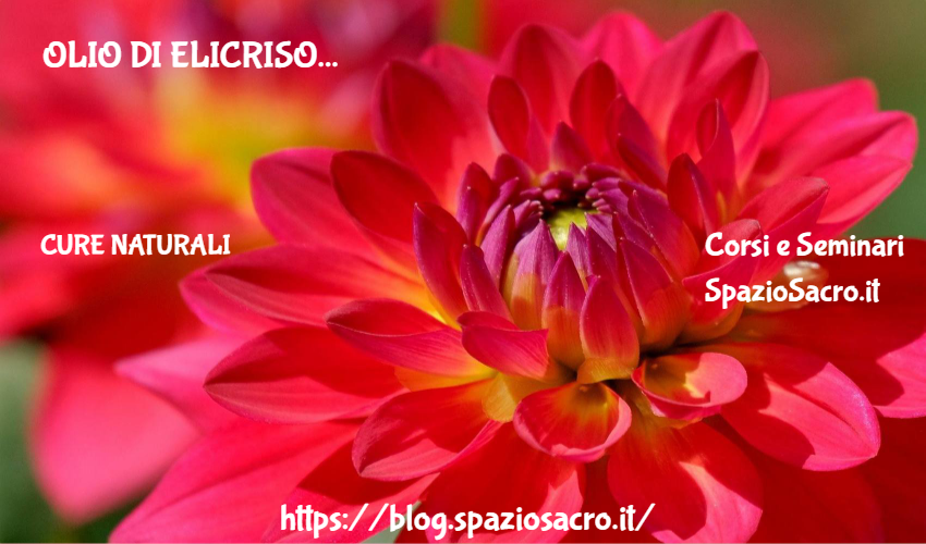 Olio Di Elicriso