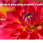 Olio essenziale di ylang ylang: proprieta' e come utilizzarlo 3 Olio Essenziale Di Ylang Ylang: Proprieta' E Come Utilizzarlo