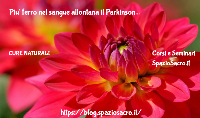 Piu' ferro nel sangue allontana il Parkinson 1 Piu' Ferro Nel Sangue Allontana Il Parkinson