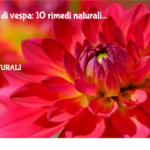 Punture di vespa: 10 rimedi naturali 2 Punture Di Vespa: 10 Rimedi Naturali