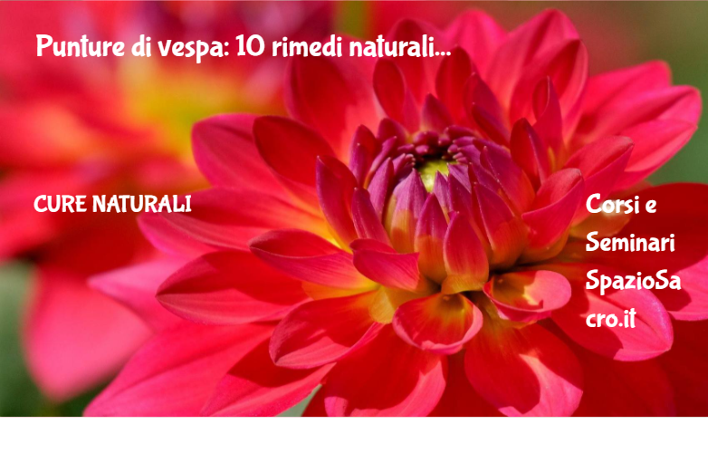 Punture Di Vespa: 10 Rimedi Naturali