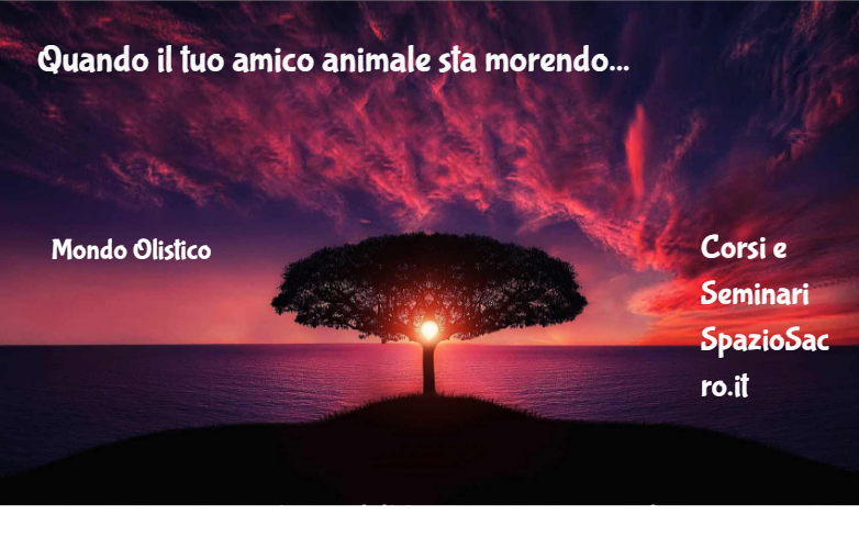 Quando il tuo amico animale sta morendo 1 Quando Il Tuo Amico Animale Sta Morendo