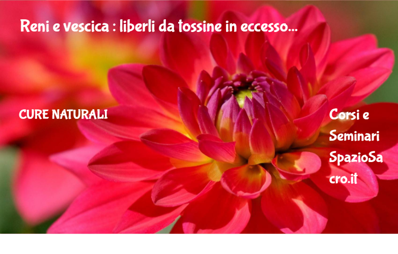 Reni e vescica : liberli da tossine in eccesso 1 Reni E Vescica : Liberli Da Tossine In Eccesso