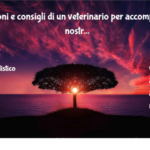 Riflessioni e consigli di un veterinario per accompagnare i nostri amici a quattro zampe negli ultimi giorni di vita 3 Riflessioni E Consigli Di Un Veterinario Per Accompagnare I Nostri Amici A Quattro Zampe Negli Ultimi Giorni Di Vita
