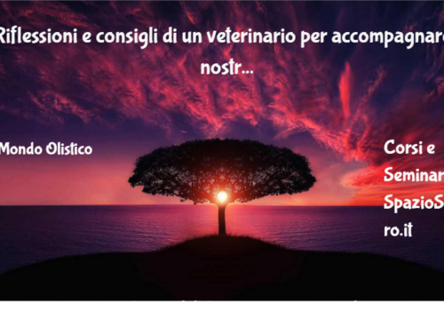 Riflessioni E Consigli Di Un Veterinario Per Accompagnare I Nostri Amici A Quattro Zampe Negli Ultimi Giorni Di Vita