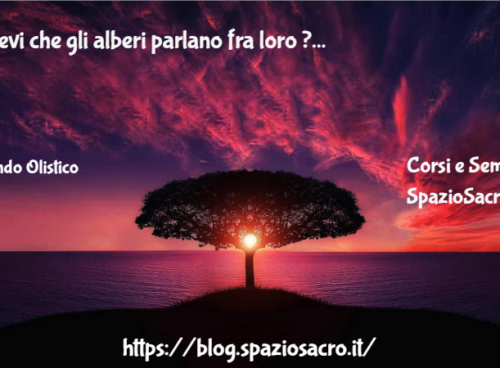 Sapevi che gli alberi parlano fra loro ? 10 Sapevi Che Gli Alberi Parlano Fra Loro ?