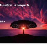 Significato dei fiori : la margherita 2 Significato Dei Fiori : La Mergherita