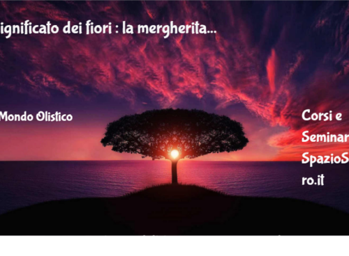 Significato dei fiori : la margherita 79 Significato Dei Fiori : La Mergherita
