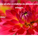 Spezie Ed Erbe Aromatiche Da Abbinare A Ciascun Ortaggio
