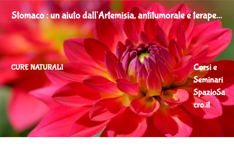 Stomaco : Un Aiuto Dall'artemisia, Antitumorale E Terapeutica