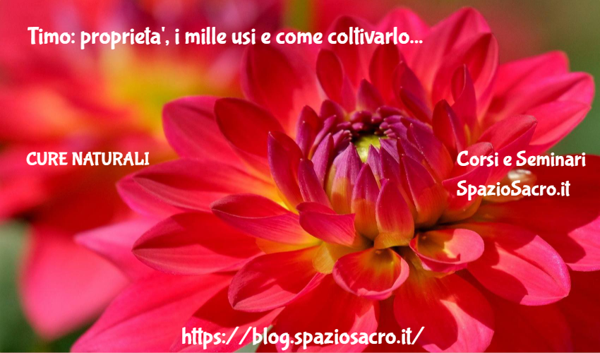 Timo: proprieta', i mille usi e come coltivarlo 1 Timo: Proprieta', I Mille Usi E Come Coltivarlo