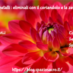 Tossine e metalli : eliminali con il coriandolo e la zeolite 2 Tossine E Metalli : Eliminali Con Il Coriandolo E La Zeolite