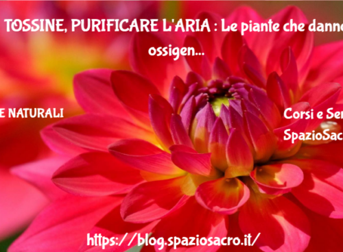 TOSSINE, PURIFICARE L'ARIA : Le piante che danno ossigeno alla nostra casa 88 Tossine, Purificare L'aria : Le Piante Che Danno Ossigeno Alla Nostra Casa