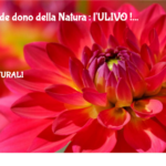 Un grande dono della Natura : l'ULIVO ! 2 Un Grande Dono Della Natura : L'ulivo !