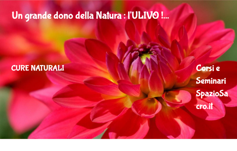 Un grande dono della Natura : l'ULIVO ! 1 Un Grande Dono Della Natura : L'ulivo !