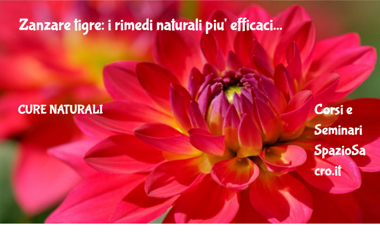 Zanzare tigre: i rimedi naturali piu' efficaci 1 Zanzare Tigre: I Rimedi Naturali Piu' Efficaci