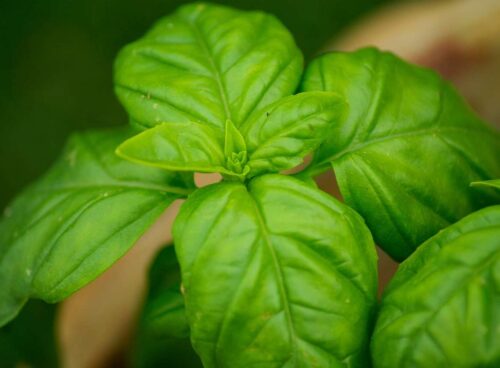 La clorofilla 74 clorofilla