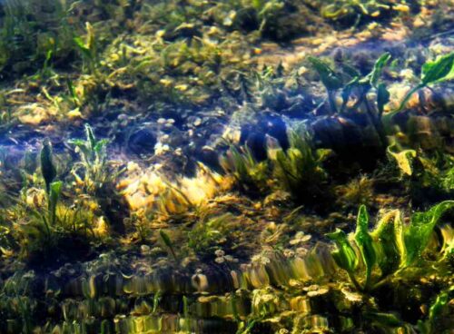 Un 'alga bruna interessante: la durvillea antartica 29 alga bruna