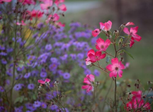 L’Intelligenza della Natura e il Nostro Antico Patto con il Benessere 73 natura