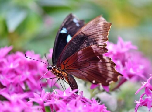 L'osteofluidica: un approccio delicato per stimolare i fluidi corporei 20 osteofluidica