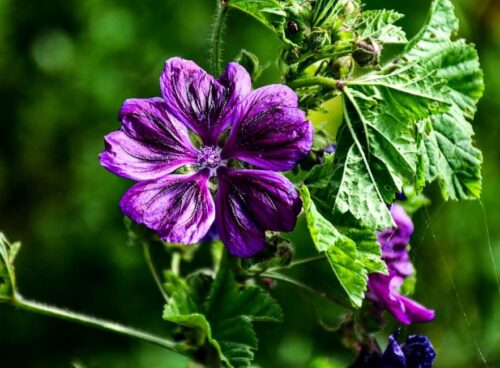 lascia che ti racconti della malva in modo più fluido, come se stessimo passeggiando insieme in un campo 48 malva