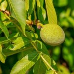 WALNUT: il fiore di Bach del cambiamento 3 walnut