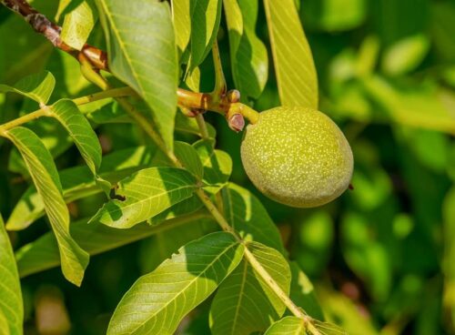 WALNUT: il fiore di Bach del cambiamento 17 walnut