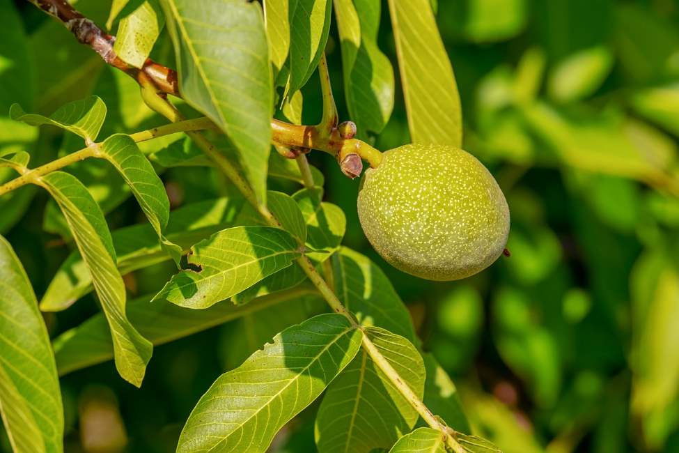 WALNUT: il fiore di Bach del cambiamento 1 walnut