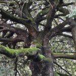 l'Albero"Mago Merlino"sostiene"Maga Magò"'e la Leggenda cambia ... 2 copertina-alberi