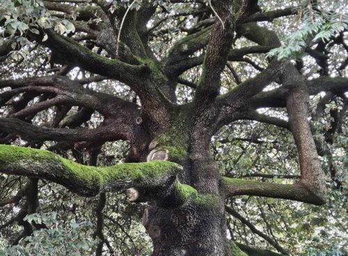 l'Albero"Mago Merlino"sostiene"Maga Magò"'e la Leggenda cambia ... 87 copertina-alberi