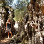 dendroterapia energetica