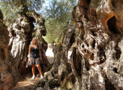 La Dendroterapia Energetica, l'amorevole incontro con gli alberi e le loro energie curative 76 dendroterapia energetica