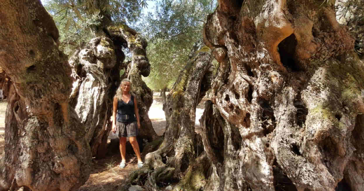 La Dendroterapia Energetica, l'amorevole incontro con gli alberi e le loro energie curative 1 dendroterapia energetica