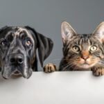 cani e gatti