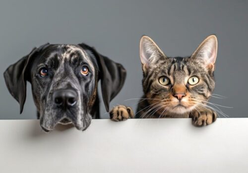 I gatti di Tashirojima, custodi dell'armonia e i Basenji cani silenziosi dal cuore selvaggio 6 cani e gatti