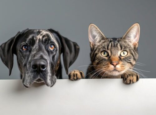 I gatti di Tashirojima, custodi dell'armonia e i Basenji cani silenziosi dal cuore selvaggio 85 cani e gatti
