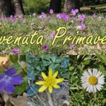 Anemone Stellata & Friends : Benvenuta Primavera ! 2 benvenuta-primavera