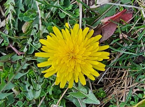 Il risveglio della natura: tradizioni e usanze per accogliere la primavera 99 tarassaco