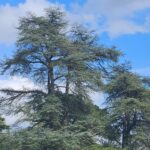I nostri amati alberi mi chiamano 3 alberi chiamano
