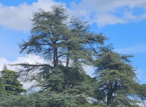alberi chiamano